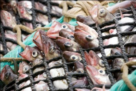 Problemas da Atividade Piscatória O grave problema da redução dos stocks das espécies piscícolas deve-se a duas causas principais: a sobreexploração do pescado (capturas excessivas através da