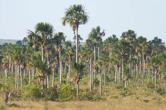 Buriti