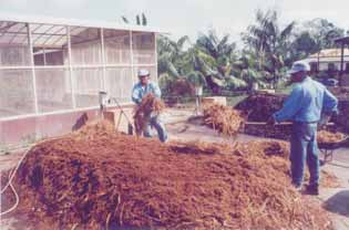 4 Processo de Compostagem Usando Resíduos das Agroindústrias de Açaí e de Palmito do Açaizeiro Montagem de leira formada com capa de palmito, caroço de açaí e cama de aviário.