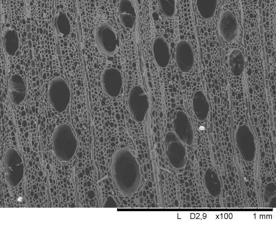 alchorneoides (A-D) em lupa (A) e microscopia eletrônica de varredura (B-D).