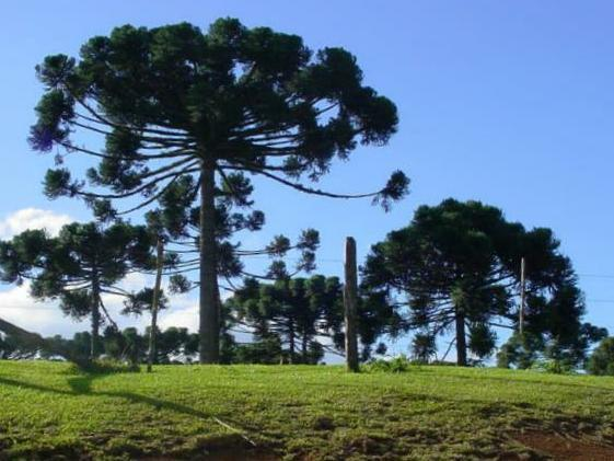 do pinheiro-do-paraná (aciculifoliada) e associada a erva-mate (herbácea)