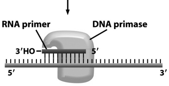 REPLICAÇÃO DO DNA EM