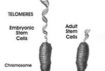 telomeres and the