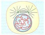 Figura 1A Início da prófase No citoplasma, o início da prófase é marcado pela duplicação dos centríolos, que se envolvem radialmente