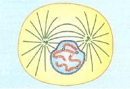 Durante a migração dos centríolos, o hialoplasma vai formando entre eles um conjunto de fibras, constituindo o fuso mitótico.