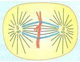Há dois tipos de fibras no fuso: as contínuas, que vão de centríolo a centríolo, e as cromossômicas, que vão de centríolo a centrômero