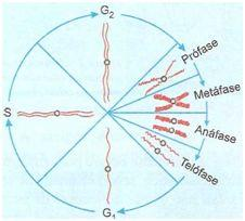 O ciclo mitótico Em G1 ocorre intensa síntese de RNA e proteínas, provocando o crescimento da célula. No período S acontece a síntese de DNA, determinando a duplicação dos cromossomos.