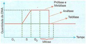 ciclo mitótico Grau de variação da quantidade de DNA no Meiose A meiose é um processo de divisão celular em que uma célula diplóide (2n) forma quatro células haplóides (n).