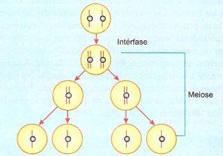 diplóides são geradas quando os descendentes de células diplóides se dividem pelo processo de meiose.