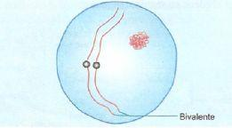 O crossing-over Leptóteno: Os cromossomos tornam-se visíveis como delgados fios que começam a se condensar, mas ainda formam um denso