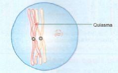 o crossing-over, ou seja, a troca de segmentos homólogos entre cromátides não irmãs de um par de cromossomos homólogos.
