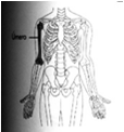fixação p/ os músculos deltóide 19- Fossa radial 20- Fossa coronóide