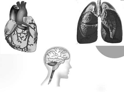 de células sangüíneas (na medula óssea vermelha); Movimentada pelos músculos, permitem