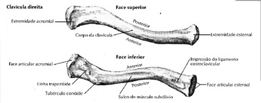 articula-se com a clavícula e o úmero Clavícula Ossos longos, delgados, com