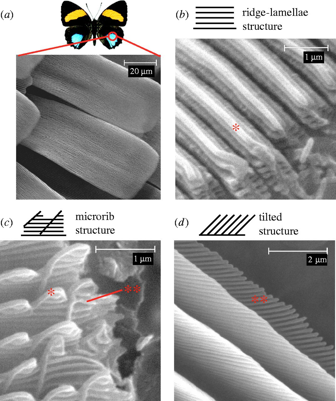 (a) Butterfly wing scales.