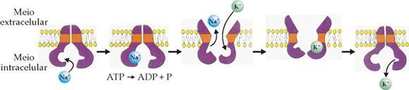 Fig. 4: Bomba de sódio e potássio. Passivo: ocorre sem gasto de energia, a favor do gradiente concentração.