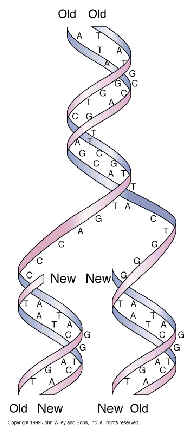 DNA-Replicação Processo semi conservativo as duas semi-cadeias separam-se (helicases) sintese de 2 novas cadeias (DNA