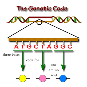 Código Genético Alfabeto 4 letras A T G C.