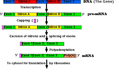 Expressão Genética Eucariotas DNA - Gene PROMOTOR EXAO 1 INTRAO 1 EXAO 2 INTRAO 2 EXAO 3 Processamento do pre-m RNA: