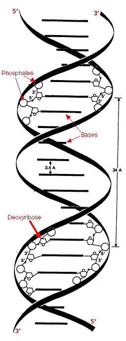 Macromoléculas DNA A T G C Estrutura em dupla hélice (Watson e Crick, 1953): duas cadeias polinucleotídicas enroladas sobre si próprias (anti-paralelas).