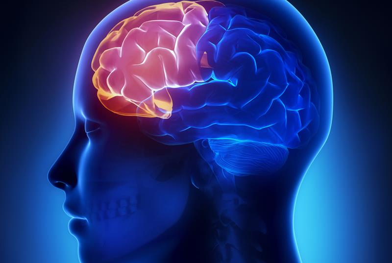 O Segredo do Neurotreinamento Cortex Pré-frontal Âmbito de atenção Perseverança Julgamento Controle de impulso Organização Automonitoração e supervisão Resolução de problemas Pensamento critico