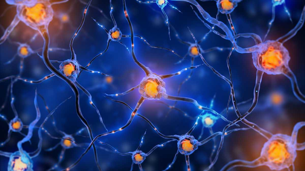 A Base da Neurociência do Sucesso é a: NEUROPLASTICIDADE As últimas investigações da