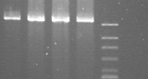 DNA PCR do