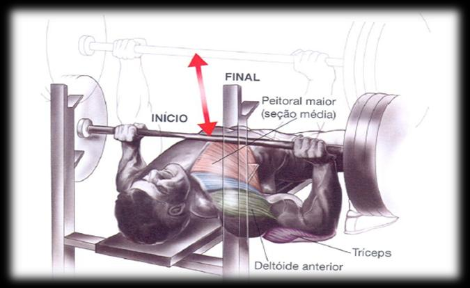 11 2.3 Os principais exercícios de supino com barra, utilizados na musculação: O exercício de supino reto, segundo Evans (2007) é realizado na posição decúbito dorsal sobre um banco plano, com as