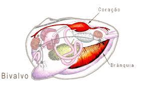 Anatomia e fisiologia dos moluscos Bivalves: As brânquias são ciliadas e responsáveis pela circulação da água na cavidade palial, pelas trocas gasosas como também a de obtenção do alimento.