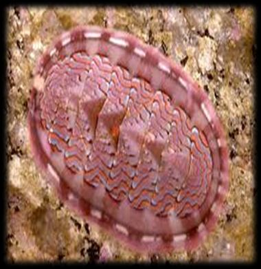 Marinhos, de águas rasas sobre rochas submersas. Anatomia e fisiologia dos moluscos Possuem poucos centímetros de comprimento.