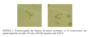 As sementes das 87 espigas foram selecionadas visualmente e separadas conforme o marcador fenotípico de coloração, onde as porcentagens dos possíveis haplóides variaram de 0 a 51%.