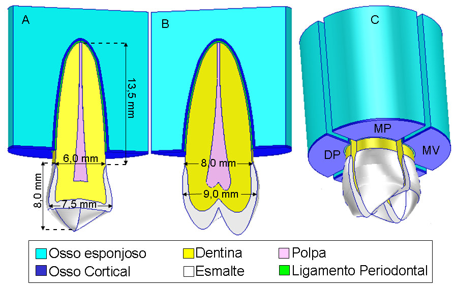 28 Figura 4.1 Geometria do dente hígido.