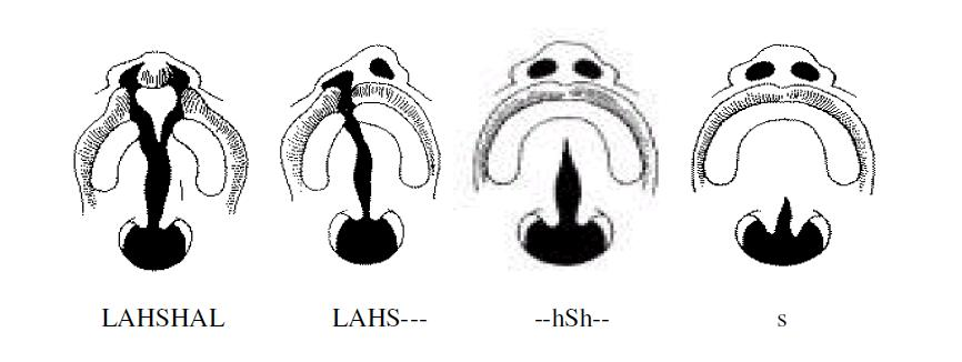 36 correspondendo ao lábio, A;a para alvéolo, H;h representando o palato duro (hard) e o S;s para o palato mole (soft).