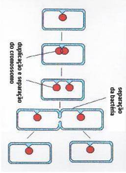 MULTIPLICAÇÃO BACTERIANA Fissão Binária Transversa Cultura Bacteriana duplica a cada 20 minutos Ex: Escherichia coli massa = 1x10-12 g