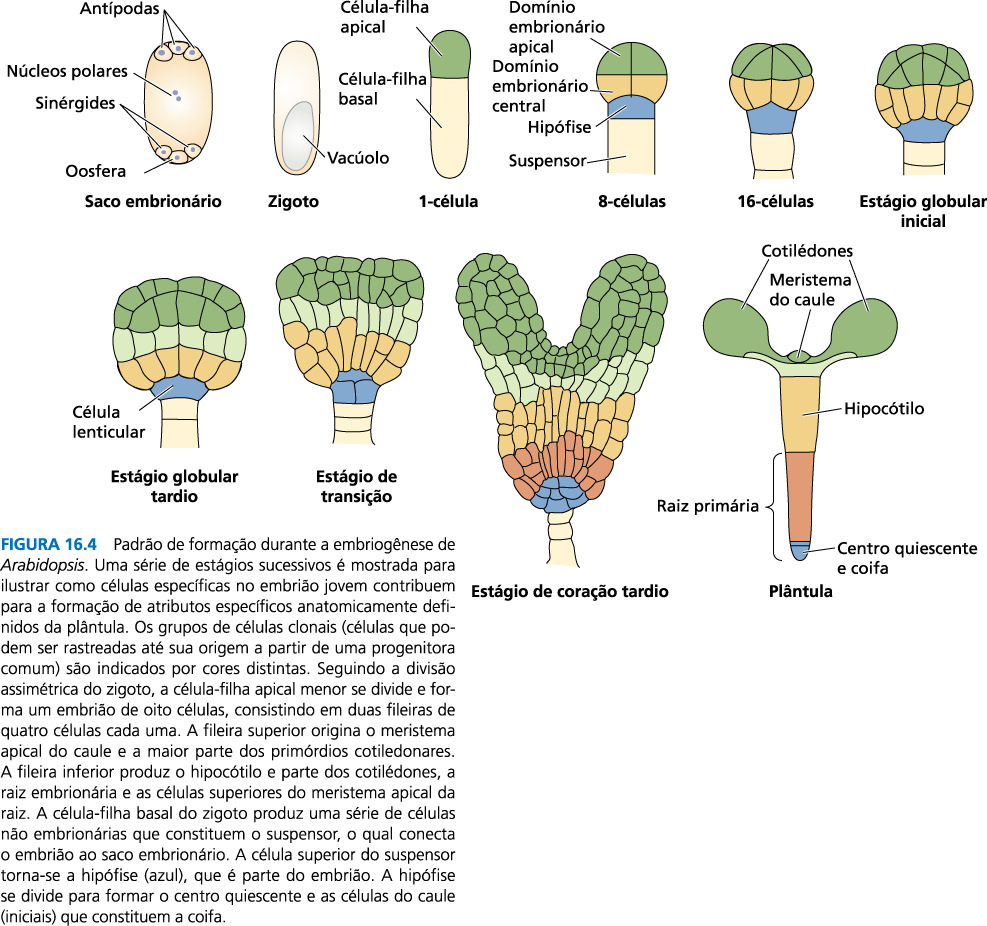 Características celulares da embriogênese de Arabidopsis. Embriogênese: As origens da polaridade 1.