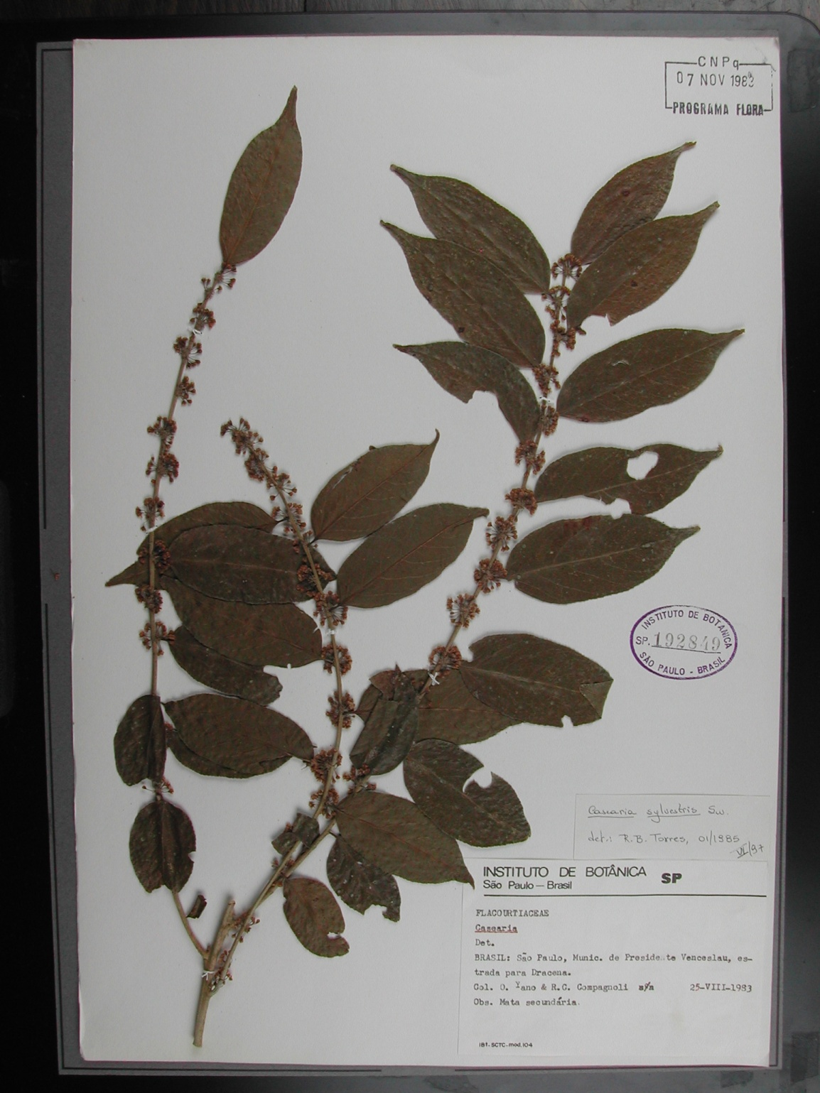 (Boraginaceae) Casearia