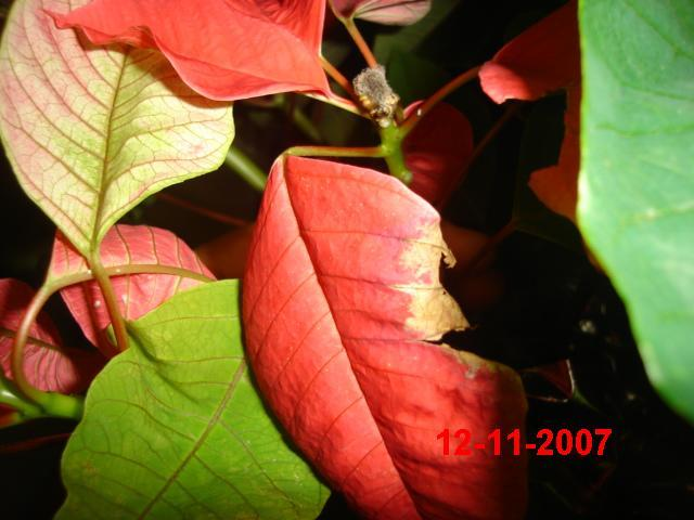 Manchas difusas leves que recobrem as folhas e botões dando um aspecto esbranquiçado à planta.. INFORMAÇÕES ADICIONAIS.