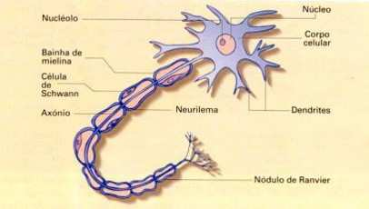 NEUROMORFOLOGIA 8 Neurônio célula esquisita com estranhos poderes O Sistema Nervoso (SN) apresenta duas principais divisões: o Sistema Nervoso Central (SNC) e o Sistema Nervoso Periférico (SNP).