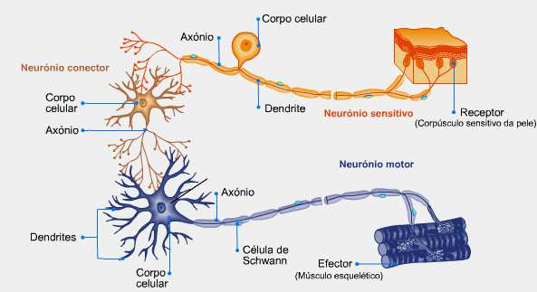 Com relação à funcionalidade, os neurônios são classificados como: sensitivos, interneurônios e motores. Sensitivos ou aferentes são aqueles que levam a informação até o SNC.