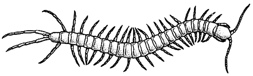 Universidade de São Paulo Instituto de Física de São Carlos Licenciatura em Ciências Exatas Biologia 2 2016 Aula Prática 7: ARTHROPODA UNIRAMIA: MYRIAPODA E INSECTA MYRIAPODA Os miriápodos possuem