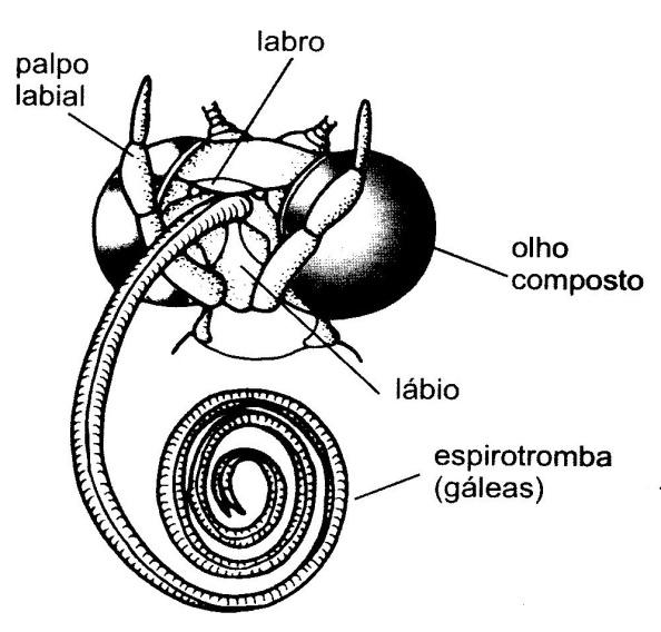 A. CORPO Observe os materiais 3 (formiga), 4 (macho de Culex sp.) e 5 (fêmea de Culex sp.). Escolha um para esquematizar as principais partes do corpo: cabeça (antenas, olhos), tórax (asas anteriores, asas posteriores, pernas) e abdome (ovipositor).