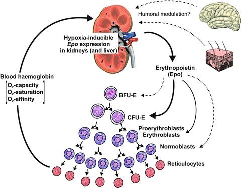Eritropoetina In-utero: produção hepática Após nascimento: células