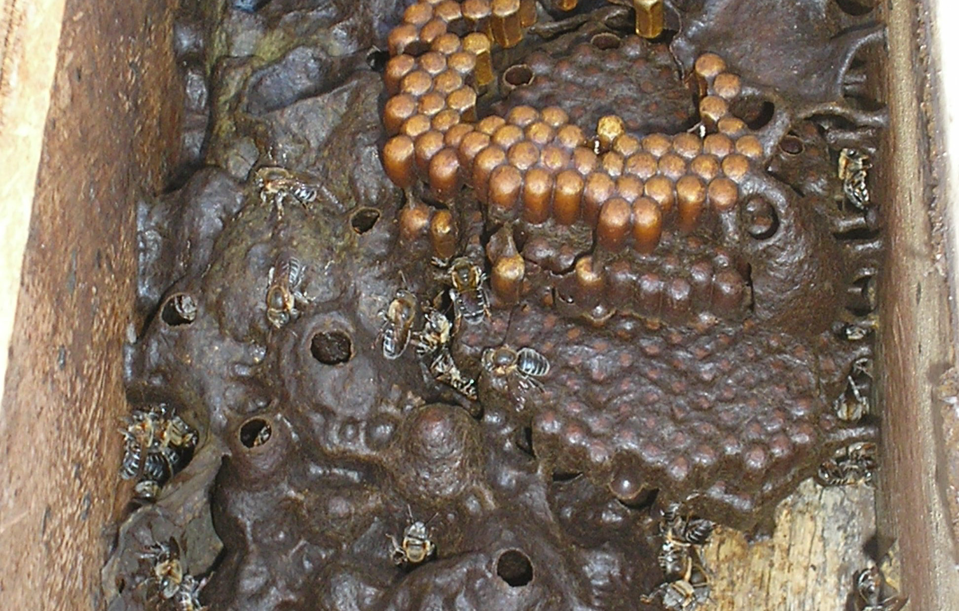 Capacitação em criação de abelha nativa.