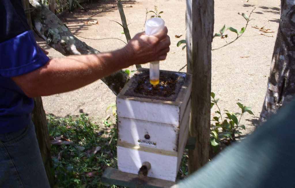 Visita a meliponário do produtor João.