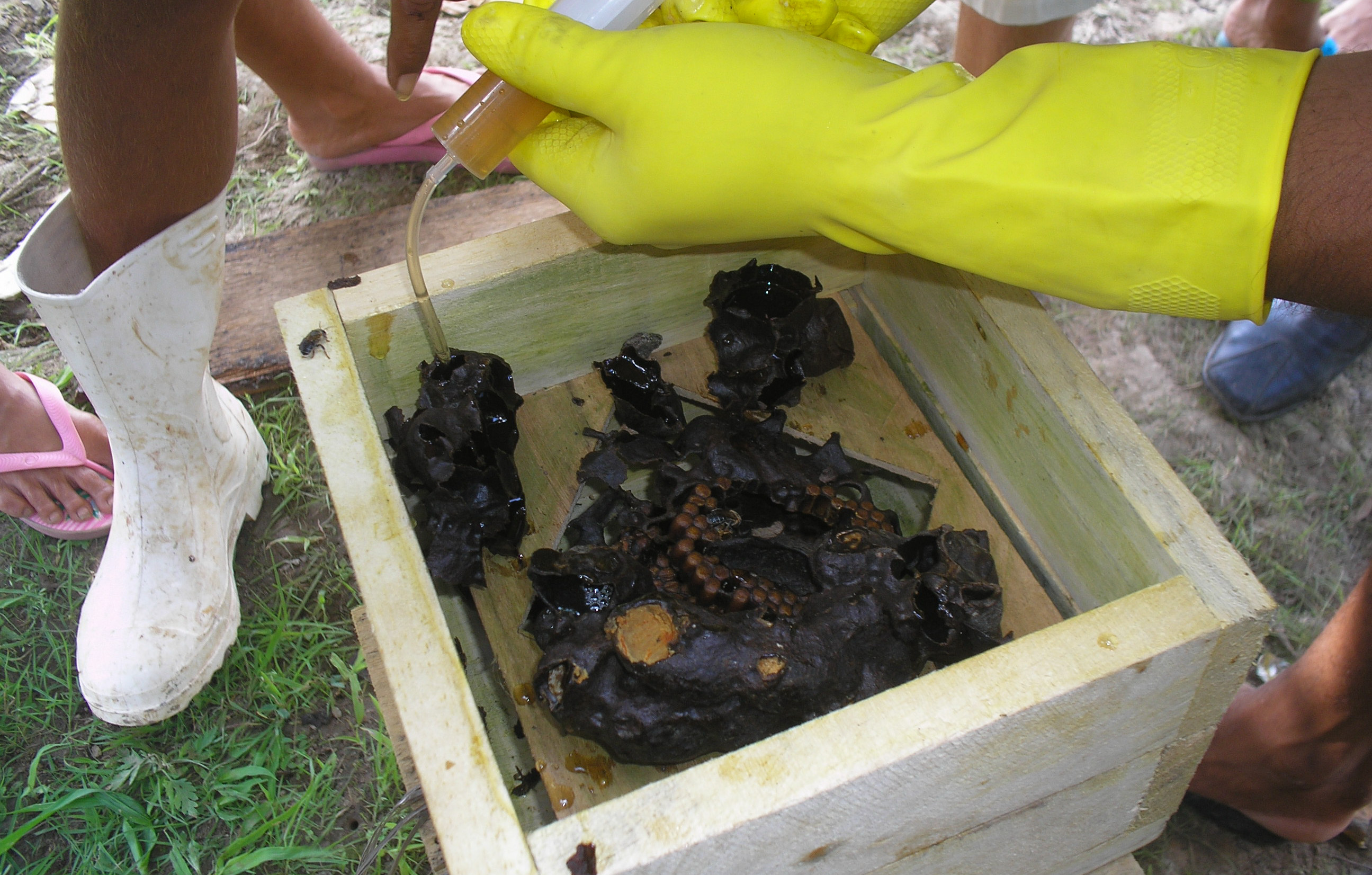 Capacitação em criação de abelha nativa.