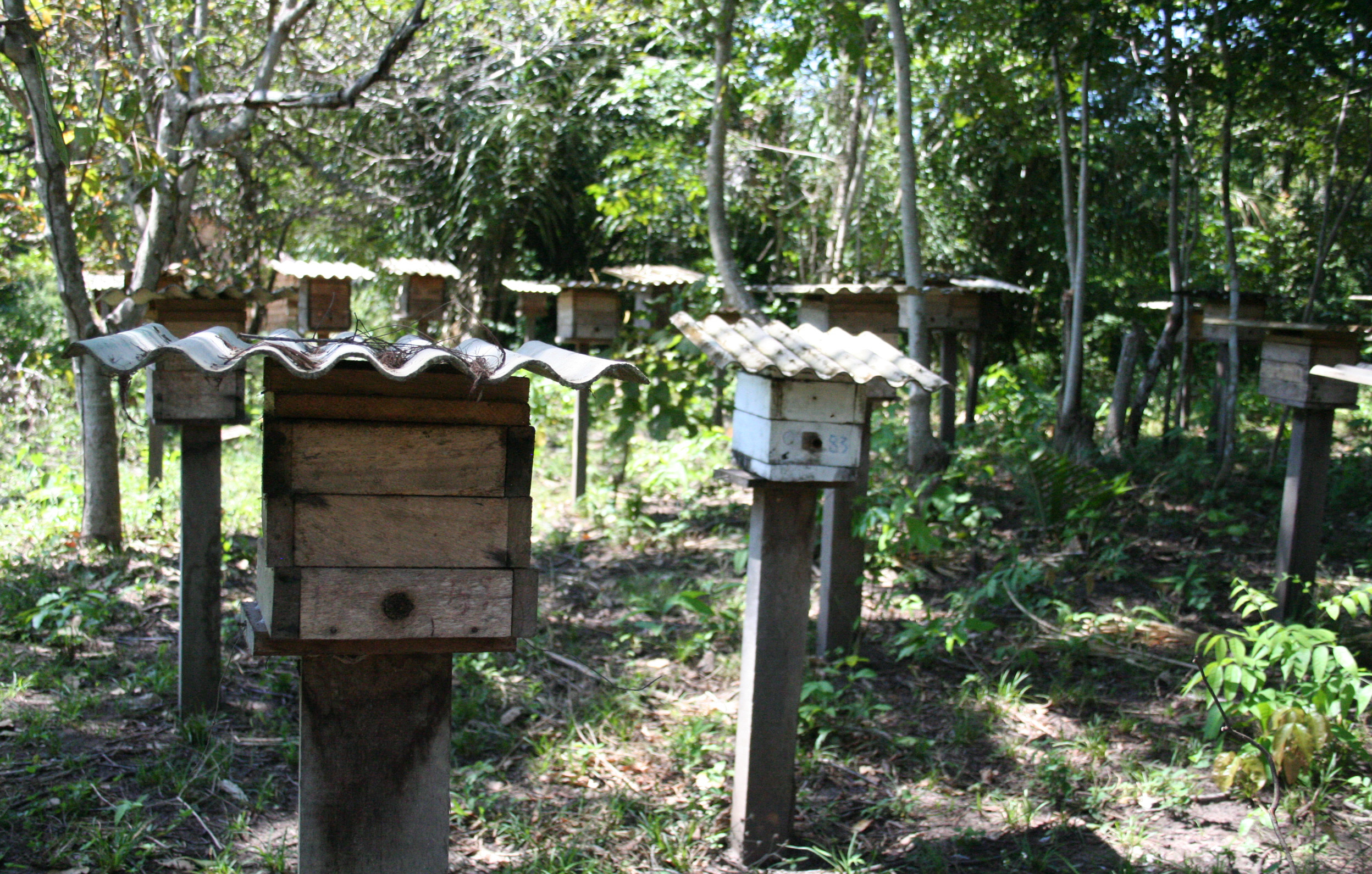 Meliponário do produtor Alexandre em Anã,