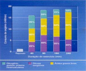 concentração de insulina e de catecolaminas (potencializa a lipólise) Maior quantidade e tamanho de mitocôndrias Maior atividade enzimática oxidativa (B-oxidação, ciclo do ácido cítrico e