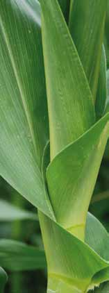 Las variedades de milho tolerantes ao stress hidrico estão ensaiadas directamente no campo Com uma acção conjunta entre a investigação RAGT 2n e o serviço de desenvolvimento técnico RAGT Sementes,