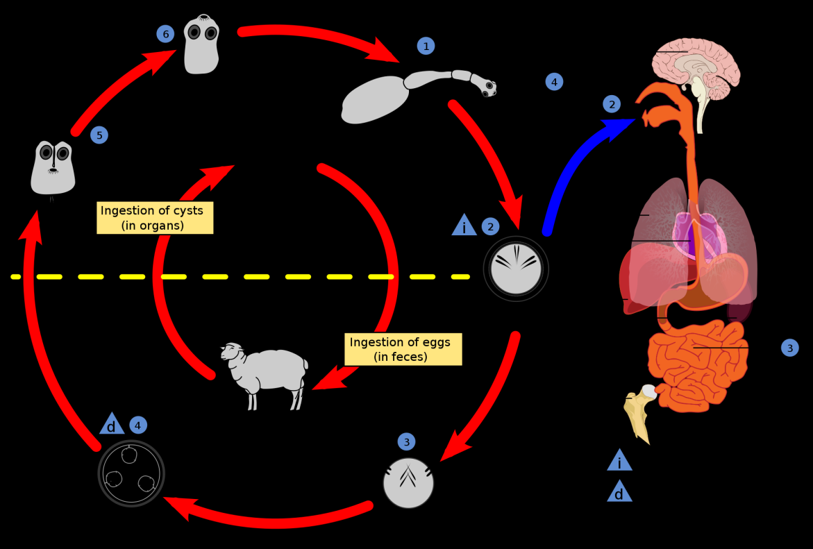 HIDATIDOSE - EQUINOCOCOSE Agente etiológico é o Echinococcus Classe Céstoda
