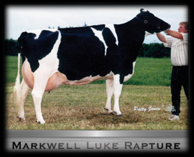 Avó Materna Markwell Luke Rapture EX-92 4E EUA GMD DOM 5* (filha de Norrielake Cleitus Luke) 2-02 2x 365 dias 13.762 kg leite 3,5% gordura 3,4% proteína 5-06 2x 365 dias 17.